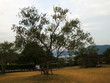 道の駅小豆島オリーブ公園　オリーブの樹