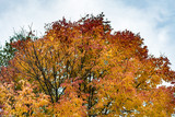 Fototapeta  - Autumn colors