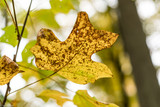 Fototapeta  - dying leaf 