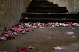 Fototapeta  - Autumn leaves and stairs 