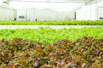 Wall Mural - Fresh green oak and red oak salad, healthy salad leaf