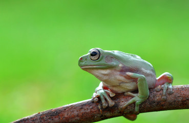 Wall Mural - Frog