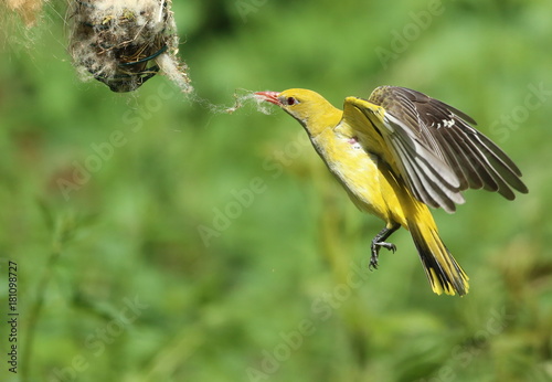 Loriot Femelle En Vol Stationnaire Pour Recuperer De La Laine De Mouton Buy This Stock Photo And Explore Similar Images At Adobe Stock Adobe Stock