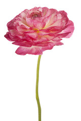 Wall Mural - ranunculus flower isolated