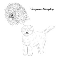 Komondor Purebred Dog Artistic Sketch. Hungarian Shepherd Hand Drawn Portrait.
