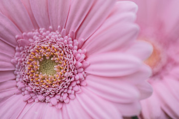 Canvas Print - Pink flower. Close-up Gerbera flower. Floral background.