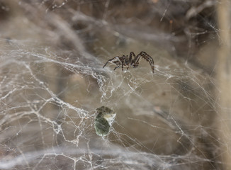 The  spider on a spiderweb, macro