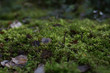 Leafs and moss on the ground in swedish fall