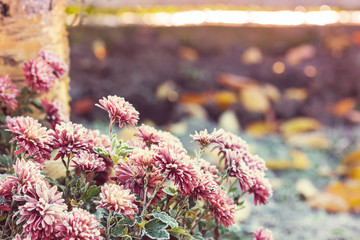 Canvas Print - Frozen flowers