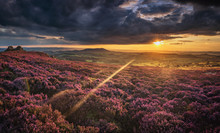Scenic  Sunset Over British Upland In Blooming Heather Flowers