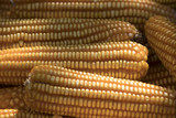 Fototapeta Tęcza - Yellow Ear of Sweet Corn. 