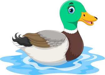 Wall Mural - cute cartoon duck swimming