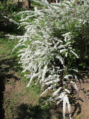 Canvas Print - Spiraea x cinerea 