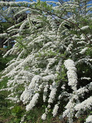 Canvas Print - Spiraea x cinerea 