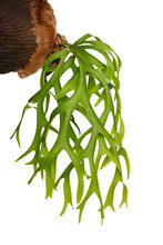 Staghorn Fern, Ornamental Tropical Plant Isolated On White Background, Clipping Path