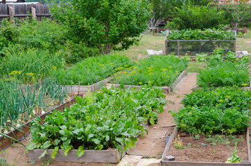 vegetable garden