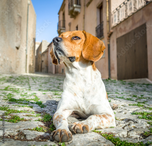 Plakat Beagle, pies w Erice ulicę, Sicily, Włochy