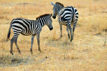Wall Mural - zebras in masai mara, kenya, africa