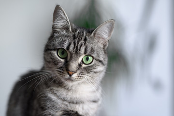 beautiful american shorthair cat with green eyes.