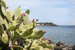 Cactus Prickly pear Capomulini Sicily background