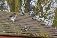 A Small Flock Of Wild Pigeons On A Rooftop In Late Autumn