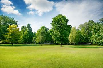 picturesque green glade in city park. green grass and trees.