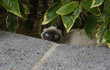 kot syjamski chowa się za roślinami