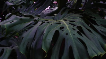 Fototapete - Plants with big leaves grow in jungles, close-up photography.