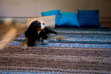 small puppy laying on colorful turquoise handmade woven rug consisting of various textures with coloured pillows against