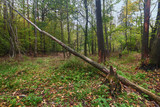 Fototapeta Dziecięca - Fallen tree in the clearing of the forest. Nature
