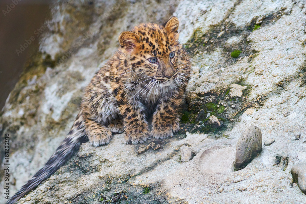 アムールヒョウの赤ちゃん の Stock フォト | Adobe Stock