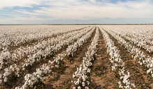 Cotton Boll Farm Field Texas Plantation Agriculture Cash Crop