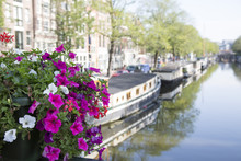 Flowers Near A Canal In Amsterdam