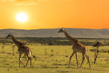 Groupe Of Giraffes Walking In African Savannah At Sunset