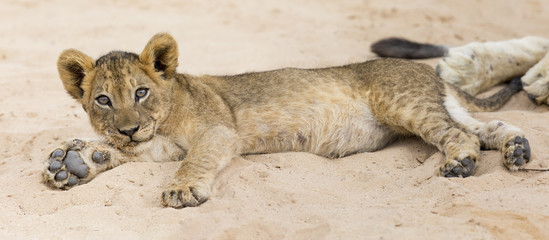 Wall Mural - Small lion cub lay down to rest on soft Kalahari sand