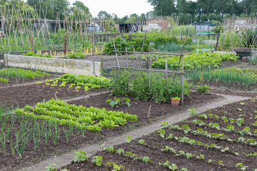 Allotment garden in early spring with potatoes and onions