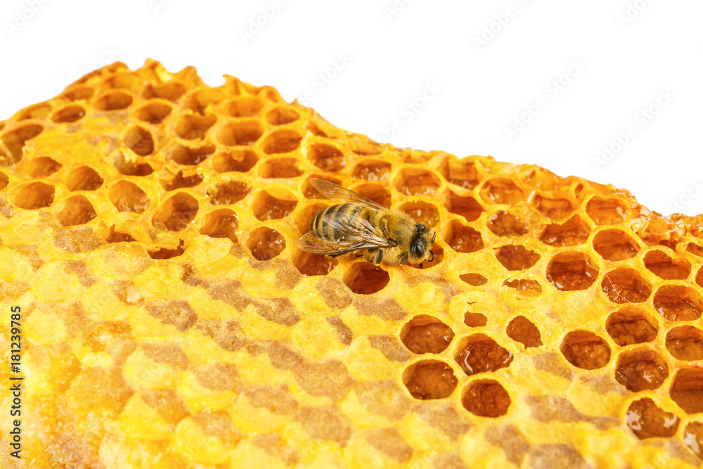 Bee on honeycomb, close up
