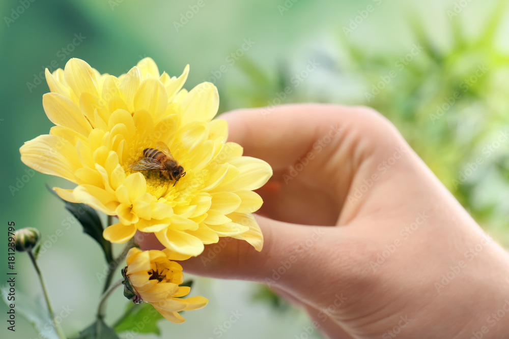 Honeybee collecting nectar from flower