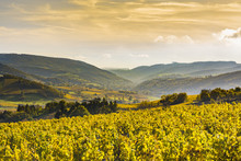 Bourgognes, Vignes Et Paysage