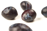 Plum pox virus / sharka / prunus