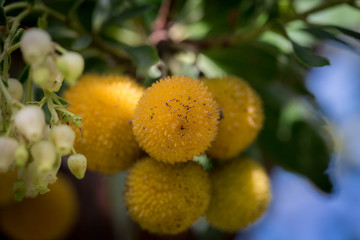 Sticker - tree with ripe tropical multicolored fruits, lychees