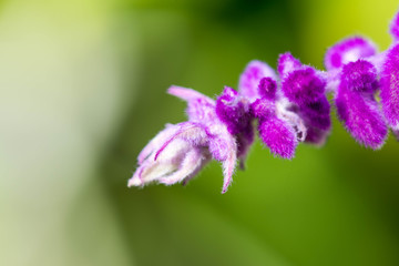 Canvas Print - purple flower