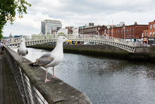 Travel In Ireland. Dublin, Ha'penny Bridge