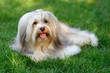 Charming chocolate sable colored havanese dog is lying in the grass - Show Champion