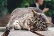 © Alessandro - Gatto che dorme