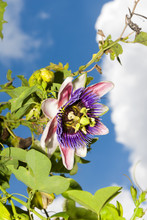 Passiflora Edulis Flower In Guatemala Tropical Organic.