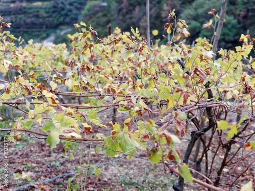 detail of vineyard in five lands near la spezia Poster