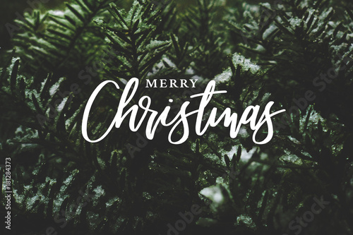 Fotografie, Obraz Merry Christmas Text Over Winter Evergreen Branches Covered in Snow