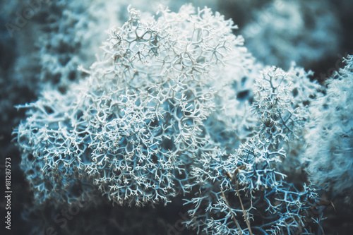 Cuadros en Lienzo Reindeer lichen icelandic moss photographed in the forest strong increase backgr