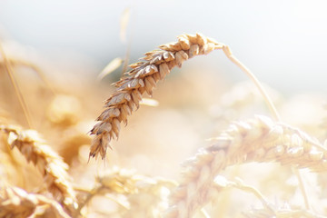 Golden wheat in the field in sunny day